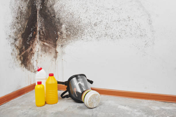 Best Mold Removal and Inspection  in Speedway, IN