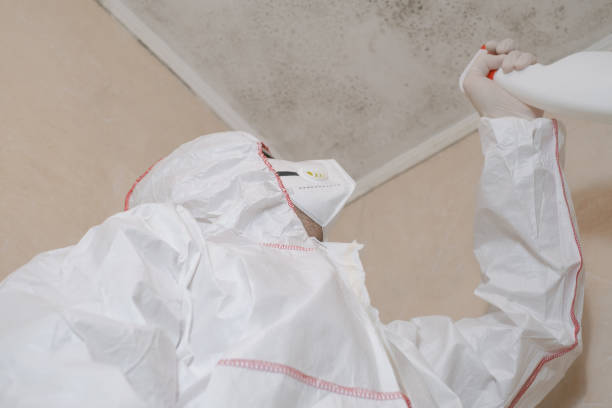 Mold Removal Process in Speedway, IN