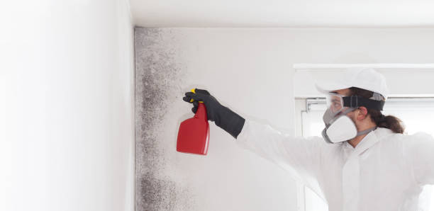 Best Residential Mold Removal  in Speedway, IN