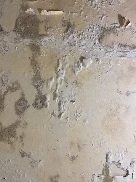 Best Emergency Mold Removal  in Speedway, IN