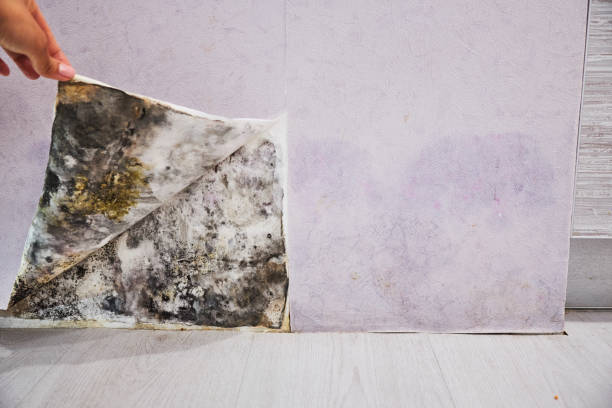 Best Crawl Space Mold Removal  in Speedway, IN